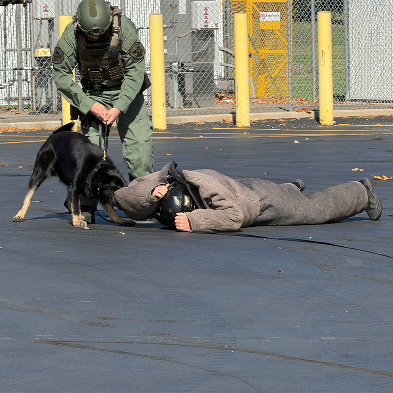 k9 code apprehending in training